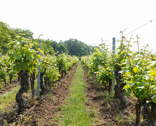 viticulture durable, champalou