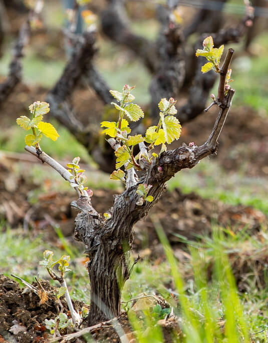 La vigne, Vouvray, Champalou