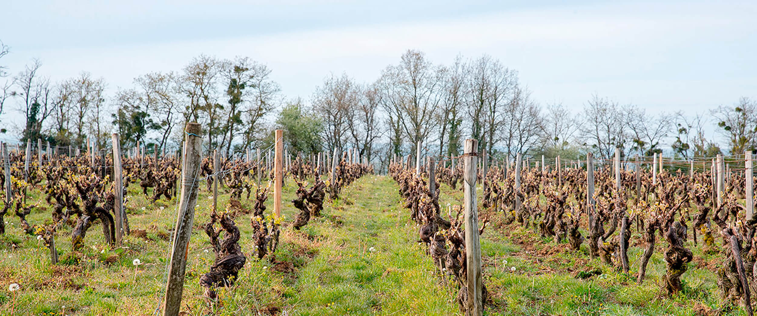 les vignes du domaine Champlou